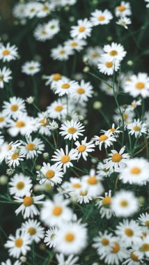 Papatyalı tarla. Yaz çiçekleri. Üst görünüm