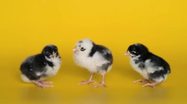 Three little black and white chickens stand on yellow background and look at camera. Newborn birds