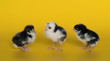 Three little black and white chickens stand on yellow background and look at camera. Newborn birds