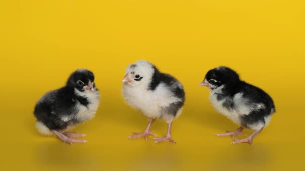 Três pequenas galinhas pretas e brancas ficam no fundo amarelo e olham para a câmera. Aves recém-nascidas — Vídeo de Stock