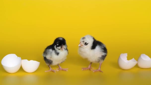Duas galinhas com casca de ovo ficam no fundo amarelo e olham para a câmera. Aves recém-nascidas — Vídeo de Stock