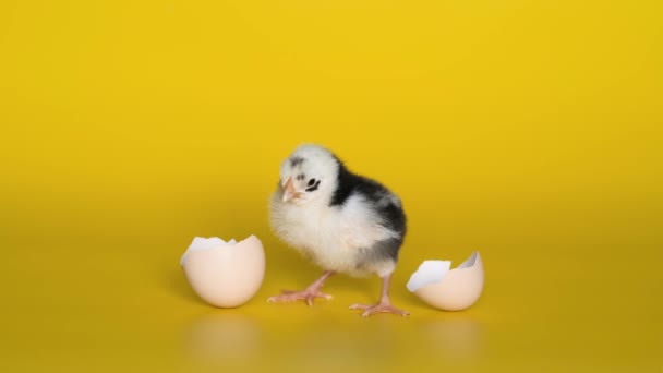 Frango pequeno com casca de ovo fica no fundo amarelo e olha para a câmera. Aves recém-nascidas — Vídeo de Stock