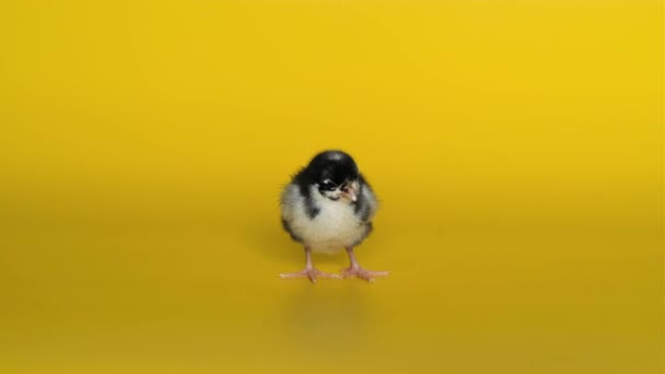 Little chicken stands on yellow background and looks at camera. Newborn bird — Αρχείο Βίντεο