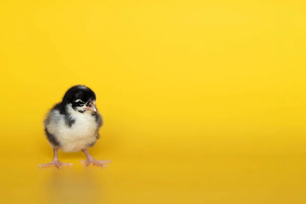 Little chicken stands on yellow background. Newborn bird. Copyspace — Stock Photo, Image