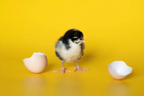 Petit poulet avec coquille d'oeuf se dresse sur fond jaune. Oiseau nouveau-né — Photo