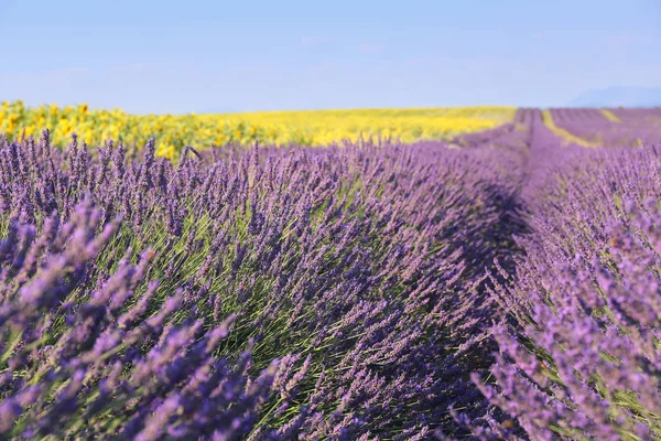 Provençaalse landschap: lavendel velden en zonnebloemen — Stockfoto