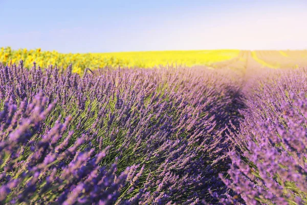 Maisema Provencal: laventeli kenttä ja auringonkukat kenttä — kuvapankkivalokuva