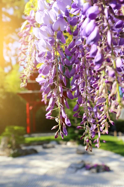 Çiçekli mavi wisteria — Stok fotoğraf