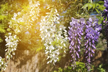 Mavi ve beyaz wisteria asma çiçeklenme