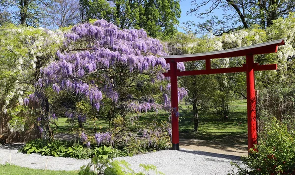 Kwitnienie glicynii niebieski i biały w ogrodzie japońskim — Zdjęcie stockowe