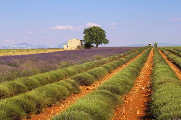 France, landscape Provencal: harvest lavender field — Stock Photo, Image