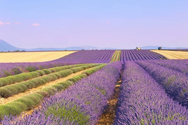 Plateau Valensole, Provence: Lavendel veld — Stockfoto