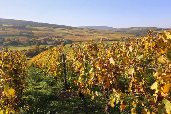 Frankreich, die Region Burgund: Weinberg im Herbst — Stockfoto