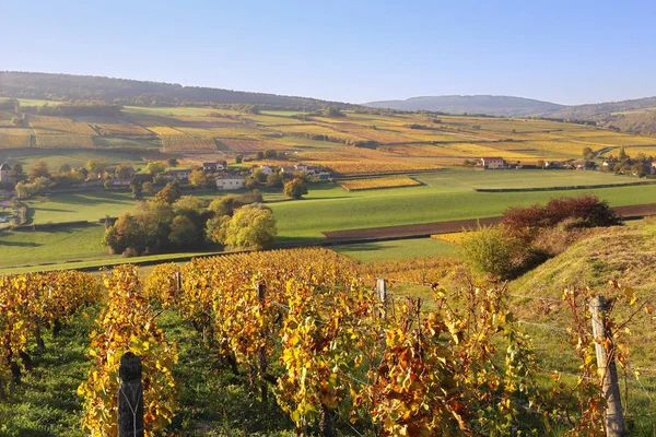 Landschaft Frankreichs, Region Burgund: Weinberg im Herbst — Stockfoto