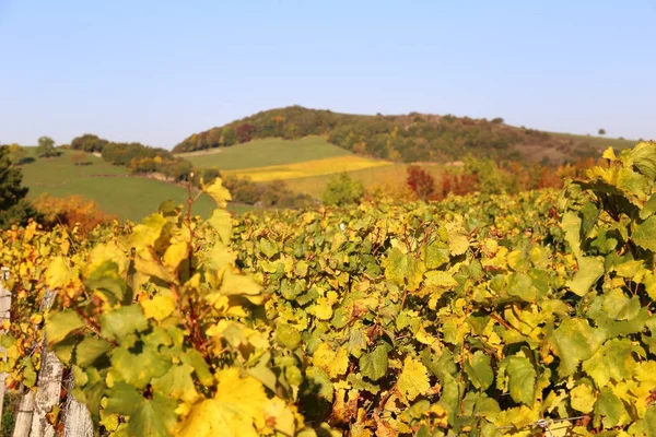 Landschap van de regio Bourgondië Frankrijk: herfst wijngaard — Stockfoto