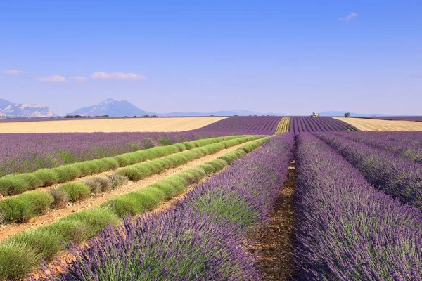 Frankrijk, landschappen van de Provence: lavendelvelden oogst — Stockfoto