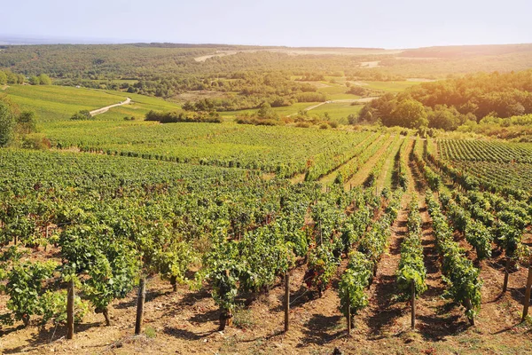 Landschap van de regio Bourgondië Frankrijk: herfst wijngaard — Stockfoto