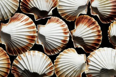 Tarağı kalkık kabukları