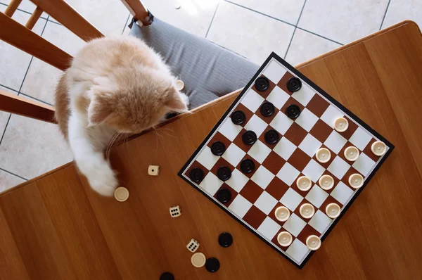 Katze spielt Dame, Brettspiele — Stockfoto