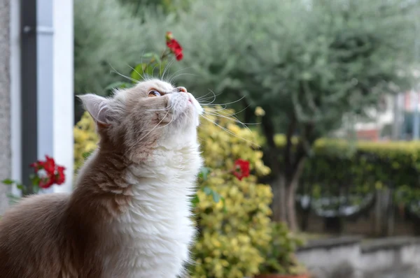 Kucing berbulu duduk di jendela dan melihat langit — Stok Foto