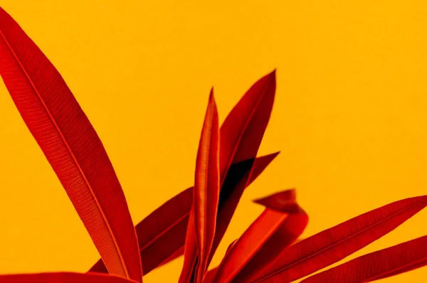 Red tropical plant close up isolated on natural textured yellow paper background. Creative nature photography.