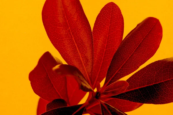 Red tropical plant close up isolated on natural textured yellow paper background. Creative nature photography.