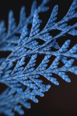 Thuja dalları siyah kağıt arka planda mavi renkli moda. Düz yatıyordu makro görünüm kış temalı arkaplan