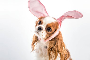 Köpek yavrusu Paskalya yumurtaları