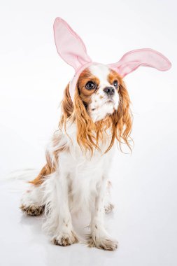 Köpek yavrusu Paskalya yumurtaları