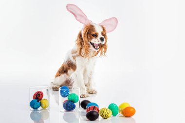 Köpek yavrusu Paskalya yumurtaları