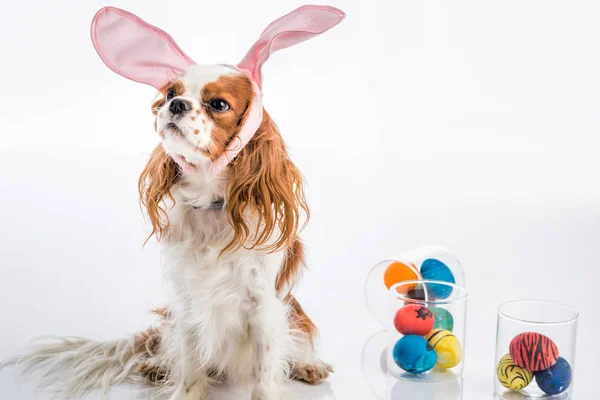 Huevos de cachorro de Pascua — Foto de Stock