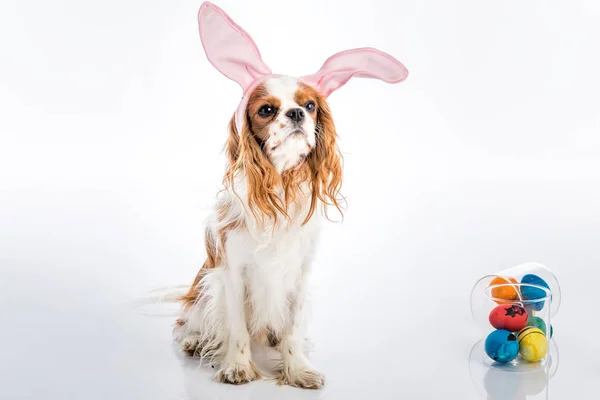 Puppy easter eggs — Stock Photo, Image
