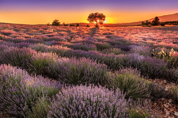 Campos roxos de lavanda — Fotografia de Stock