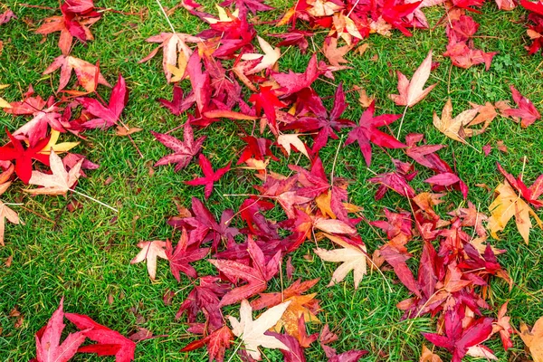 UK late autumn — Stock Photo, Image