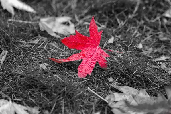 UK late autumn — Stock Photo, Image