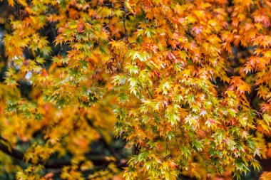 İngiltere'de geç sonbaharda