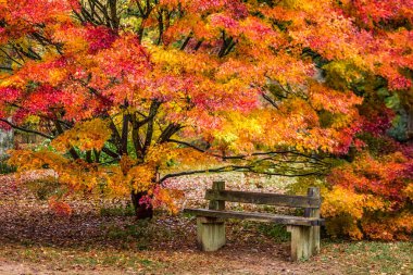 İngiltere'de geç sonbaharda