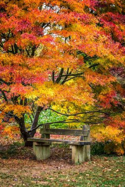 İngiltere'de sonbahar kırmızı sarı ve yeşil renkli yaprakları.