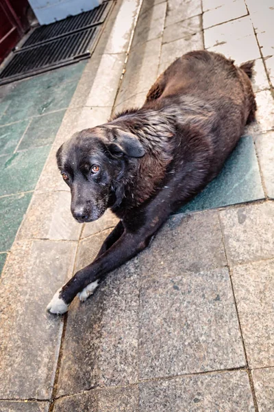 Dog with sad eyes at the Grand Bazaar, Istanbul.