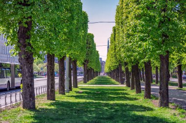 Riga Old Town yaz döneminde günbatımı zamanı sırasında yeşil park.