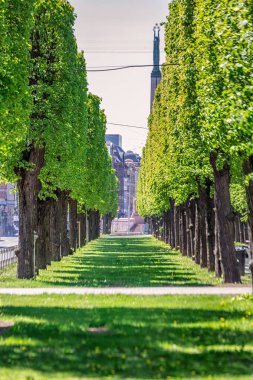 Yeşil park Riga.