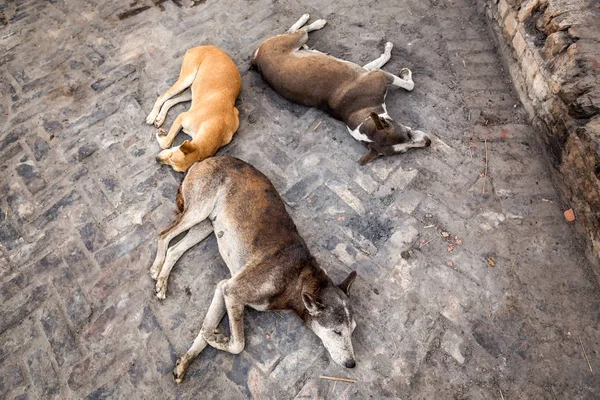 Three sleeping dogs on the streets of Varanasi, India.