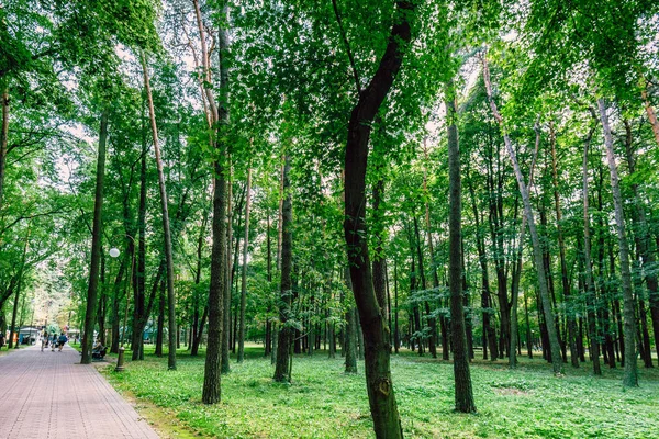 Зелені Дерева Міський Парк Мінськ Білорусь — стокове фото