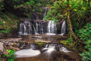 Güzel Orman ağacı 