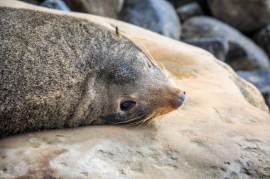 Yeni Zelanda kıyılarında