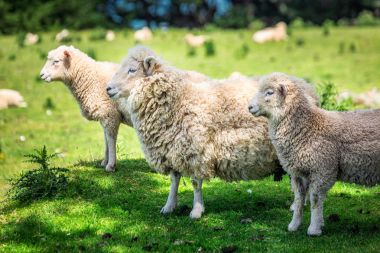 Yeni Zelanda kıyılarında