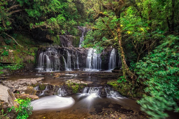 Güzel Orman ağacı 
