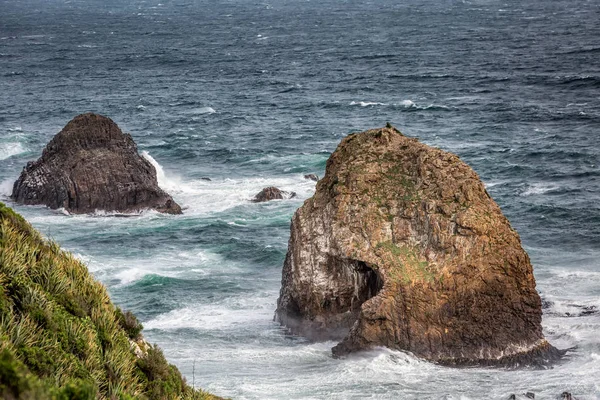 新西兰海岸 — 图库照片