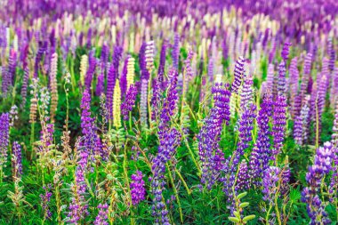 Yeni Zelanda görünümü