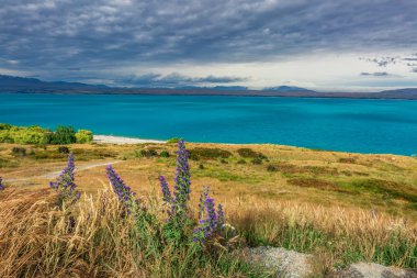 Yeni Zelanda görünümü